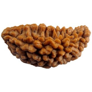 Certified natural 1 mukhi / face rudraksha beads for girls and boys Certified natural 1 mukhi / face rudraksha beads for girls and boys