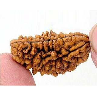 1 Mukhi rudraksha beads natural certified beads for girls and boys 1 Mukhi rudraksha beads natural certified beads for girls and boys