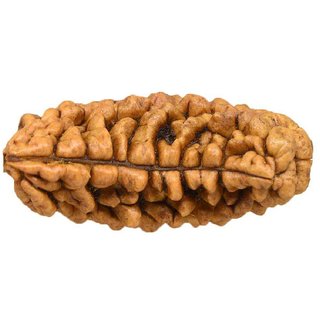                       100 natural 1 Mukhi rudraksha beads for boys and girls                                              