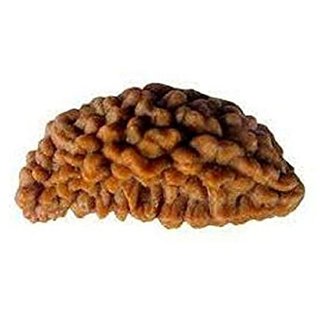                       100 natural 1 Mukhi rudraksha beads for boys and girls                                              