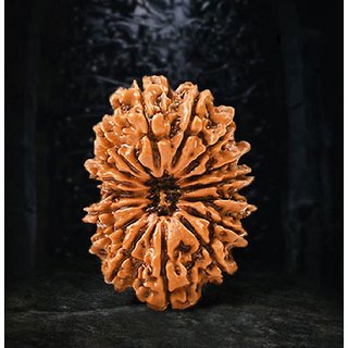 Original certified 21 mukhi rudraksha beads for men and women