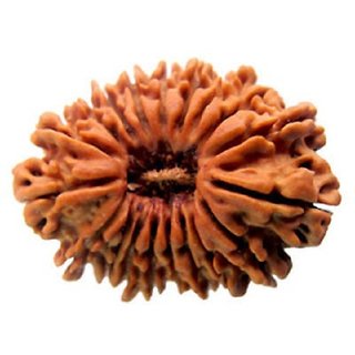                       Certified natural 21 mukhi / face rudraksha beads for girls and boys                                              