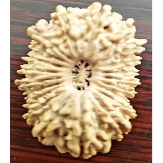 21 Mukhi rudraksha beads natural certified for men and women 21 Mukhi rudraksha beads natural certified for men and women