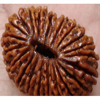                       21 Mukhi natural rudraksha beads for boys and girls                                              