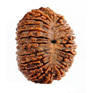                       21 Mukhi natural rudraksha beads for boys and girls                                              