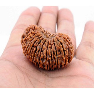                       Original 21 Mukhi rudraksha beads for men and women                                              