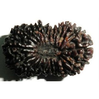                       Original 21 Mukhi rudraksha beads for men and women                                              