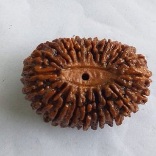 21 Mukhi rudraksha beads natural certified beads for girls and boys 21 Mukhi rudraksha beads natural certified beads for girls and boys