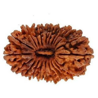 Original Certified 21 Mukhi Rudraksha Beads For Men And Women