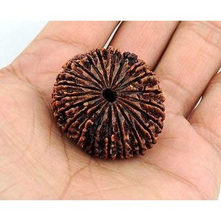 Certified Natural 21 Mukhi Face Rudraksha Beads For Girls And Boys Certified Natural 21 Mukhi Face Rudraksha Beads For Girls And Boys