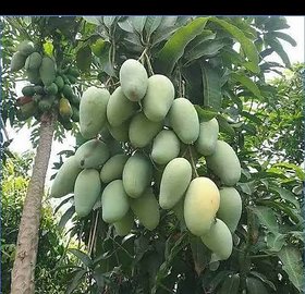Redwingz Sweet Amrapali Aam/ Mango Plant-(2-3feet)