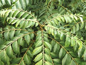 Plantzoin Curry leaf Kari patta Murraya koenigii Bhrusanga Live Plant