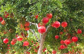 Plantzoin Pomegranate Anar Punica granatum Dalimba Live Plant