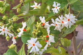 Plantzoin Har singar Shefali Nyctanthes arbor-tristis Ganga siuli Live Plant