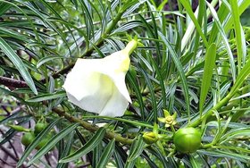 Plantzoin Mexican oleander Safed kaner Thevetia peruviana Kanior Live Plant