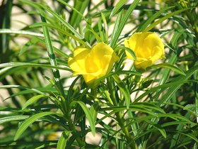 Plantzoin Yellow oleander Peeli kaner Cascabela thevetia Kanior Live Plant