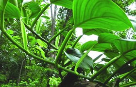 Plantzoin Long pepper Gaja pippali Scindapsus officinalis Gajapipali Live Plant