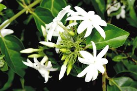 Plantzoin Downy jasmine Kund Jasminum multiflorum Kunda Live Plant