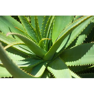 Plantzoin Aloe vera Gheekumari Aloe barbadensis Ghi-kuaanri Live Plant