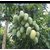 Redwingz Sweet Amrapali Aam/ Mango Plant-(2-3feet)