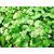 Plantzoin Coinwort Ballari Centella asiatica Thalkudi Live Plant