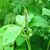 Plantzoin Prickly chaff flower Apamarga Achyranthes aspera Apamaranga Live Plant