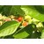 Plantzoin Indian ginseng Asgandh Withania somnifera Aswagandha Live Plant