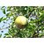 Plantzoin Stone apple Bel Aegle marmelos Bela Live Plant