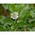 Plantzoin False daisy Bhringaraj Eclipta prostrate Bhrungaraj (Color-White) Live Plant