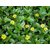 Plantzoin Trailing eclipta Kesharaj Eclipta prostrate Bhrungaraj (Color-Yellow) Live Plant