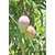 Plantzoin Mango Aam Mangifera indica Amba Live Plant