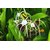 Plantzoin Spider lily Nagdamini Crinum asiaticum Arsha Live Plant