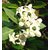 Plantzoin Crown flower Safed aak Calotropis gigantean Arakha(White) Live Plant
