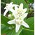Plantzoin Crown flower Safed aak Calotropis gigantean Arakha(White) Live Plant