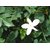 Plantzoin Royal jasmine Jati Jasminum grandiflorum Chameli Live Plant