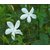 Plantzoin Royal jasmine Jati Jasminum grandiflorum Chameli Live Plant