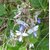 Plantzoin Blue fountain bush Bharangi Rotheca serrate Brahma jasti Live Plant