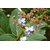 Plantzoin Blue fountain bush Bharangi Rotheca serrate Brahma jasti Live Plant