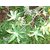 Plantzoin Castor bean Arandi Ricinus communis Jada(Gaba) Live Plant