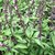 Plantzoin Thai basil Marva Ocimum basilicum var. thyrsiflora Durlabha Live Plant