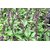 Plantzoin Thai basil Marva Ocimum basilicum var. thyrsiflora Durlabha Live Plant