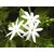 Plantzoin Juhi Banamallika Jasminum auriculatum Jui Live Plant