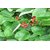 Plantzoin Indian tinospora Giloy Tinospora cordifolia Guluchi Live Plant