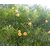 Plantzoin Orange oleander Narangi kaner Cascabela thevetia Kanior Live Plant