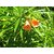 Plantzoin Orange oleander Narangi kaner Cascabela thevetia Kanior Live Plant