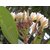 Plantzoin White Frangipani Gulchin Plumeria obtuse Katha champa(White) Live Plant