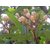 Plantzoin White Frangipani Gulchin Plumeria obtuse Katha champa(White) Live Plant