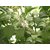 Plantzoin Camphor basil Kapurtulsi Ocimum kilimandscharicum Karpura tulasi Live Plant