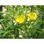 Plantzoin Yellow oleander Peeli kaner Cascabela thevetia Kanior Live Plant