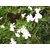 Plantzoin Common jasmine Chameli Jasminum officinale Jaai Live Plant